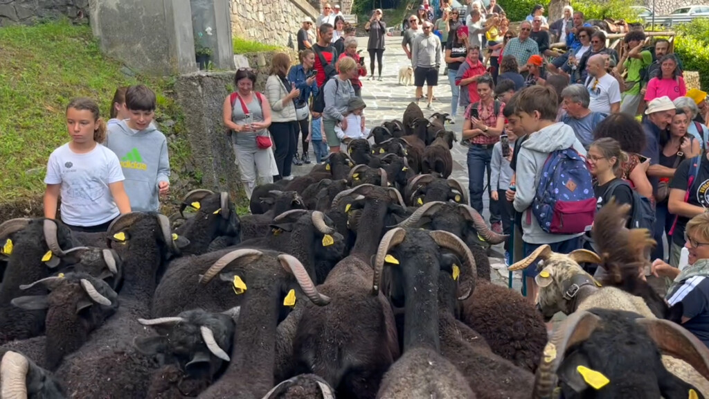 Festa A Terrinca Per Il Passaggio Della Transumanza Noitv